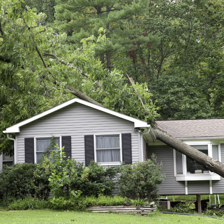 Tree Maintenance for your Home