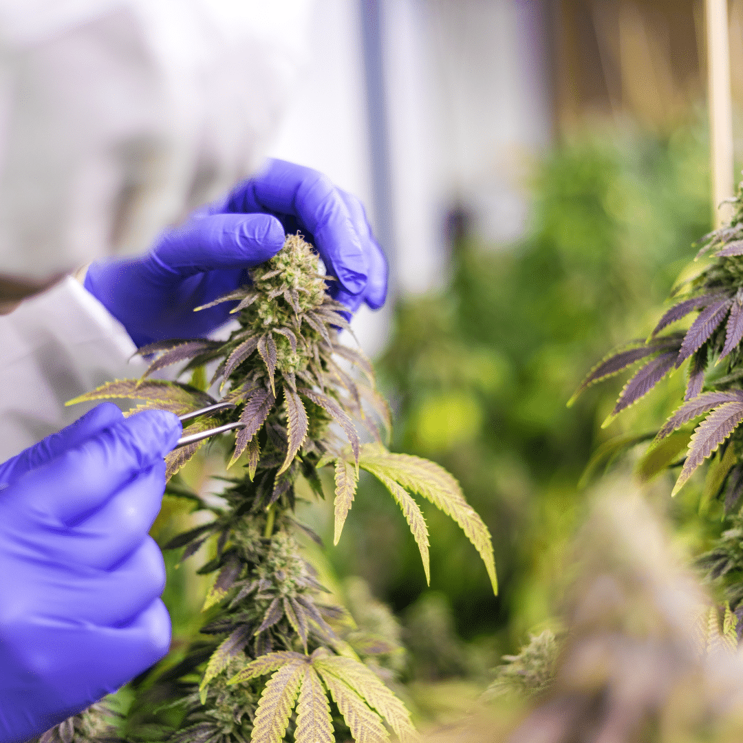 Insure Your Green: Mitigating Risks and Maximizing Success in the Budding Cannabis Industry